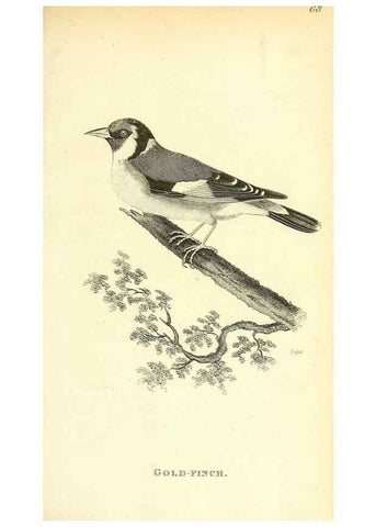 Reproducción/Reproduction 49830260473: General zoology, or Systematic natural history. London,Printed for G. Kearsley,1800-1826.. 