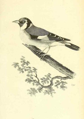 Reproducción/Reproduction 49830260473: General zoology, or Systematic natural history. London,Printed for G. Kearsley,1800-1826.. 