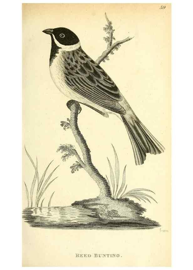 Reproducción/Reproduction 49830256423: General zoology, or Systematic natural history. London,Printed for G. Kearsley,1800-1826.. 