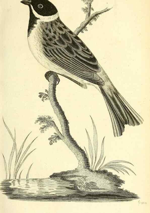 Reproducción/Reproduction 49830256423: General zoology, or Systematic natural history. London,Printed for G. Kearsley,1800-1826.. 