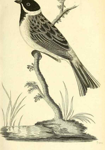 Reproducción/Reproduction 49830256423: General zoology, or Systematic natural history. London,Printed for G. Kearsley,1800-1826.. 