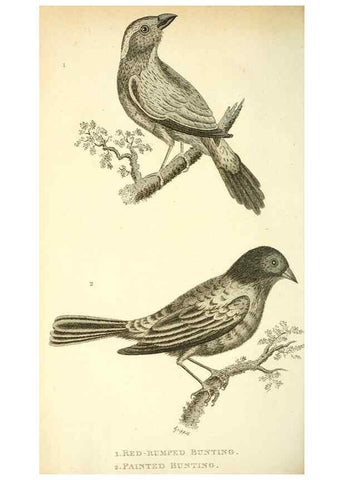 Reproducción/Reproduction 49831098902: General zoology, or Systematic natural history. London,Printed for G. Kearsley,1800-1826.. 
