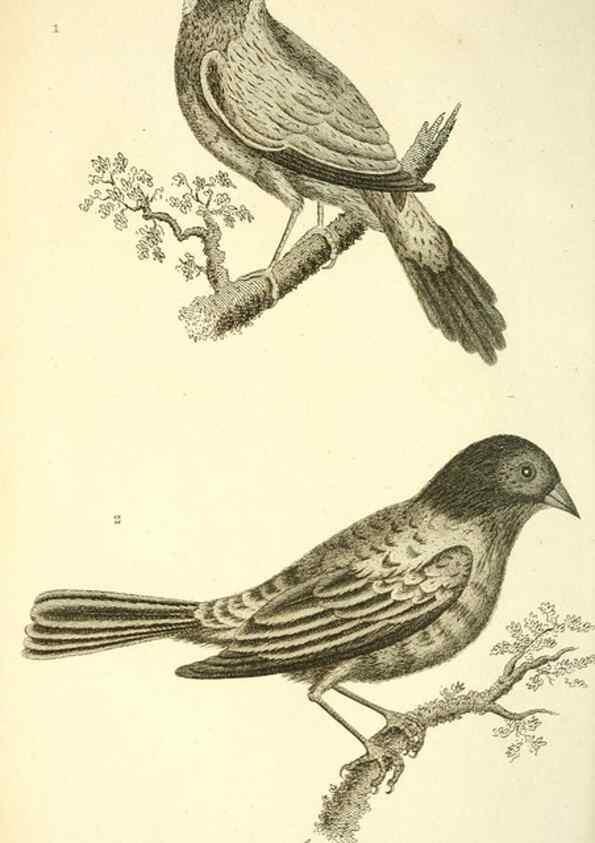 Reproducción/Reproduction 49831098902: General zoology, or Systematic natural history. London,Printed for G. Kearsley,1800-1826.. 