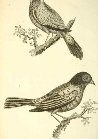 Reproducción/Reproduction 49831098902: General zoology, or Systematic natural history. London,Printed for G. Kearsley,1800-1826.. 