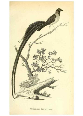 Reproducción/Reproduction 49830790281: General zoology, or Systematic natural history. London,Printed for G. Kearsley,1800-1826.. 