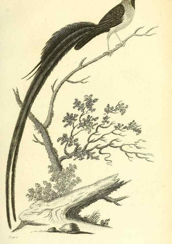 Reproducción/Reproduction 49830790281: General zoology, or Systematic natural history. London,Printed for G. Kearsley,1800-1826.. 