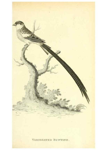 Reproducción/Reproduction 49830257938: General zoology, or Systematic natural history. London,Printed for G. Kearsley,1800-1826.. 