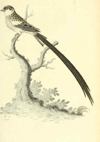 Reproducción/Reproduction 49830257938: General zoology, or Systematic natural history. London,Printed for G. Kearsley,1800-1826.. 
