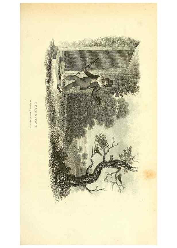 Reproducción/Reproduction 49830791236: General zoology, or Systematic natural history. London,Printed for G. Kearsley,1800-1826.. 