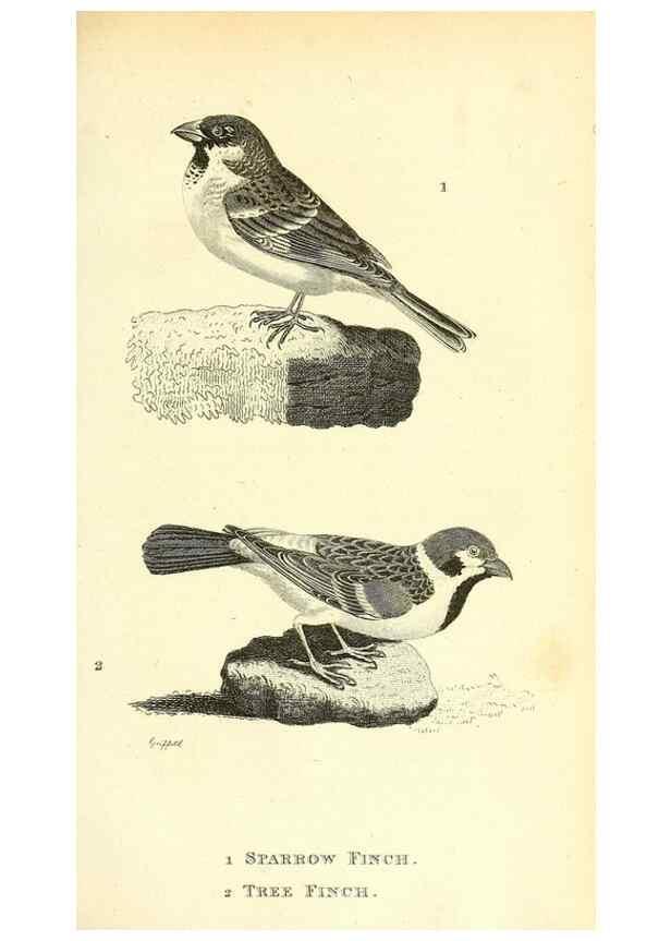 Reproducción/Reproduction 49831100502: General zoology, or Systematic natural history. London,Printed for G. Kearsley,1800-1826.. 