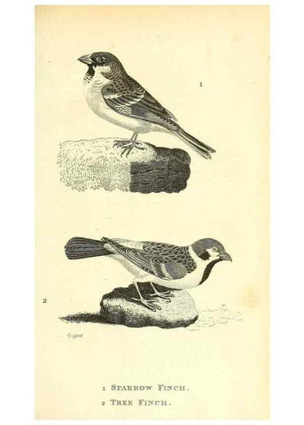 Reproducción/Reproduction 49831100502: General zoology, or Systematic natural history. London,Printed for G. Kearsley,1800-1826.. 