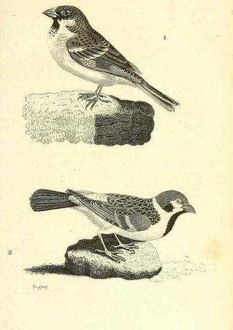 Reproducción/Reproduction 49831100502: General zoology, or Systematic natural history. London,Printed for G. Kearsley,1800-1826.. 