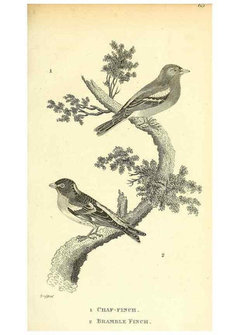Reproducción/Reproduction 49830792116: General zoology, or Systematic natural history. London,Printed for G. Kearsley,1800-1826.. 