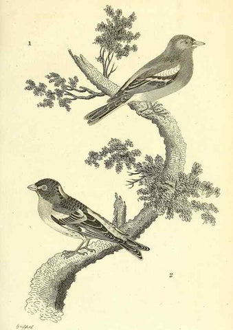 Reproducción/Reproduction 49830792116: General zoology, or Systematic natural history. London,Printed for G. Kearsley,1800-1826.. 