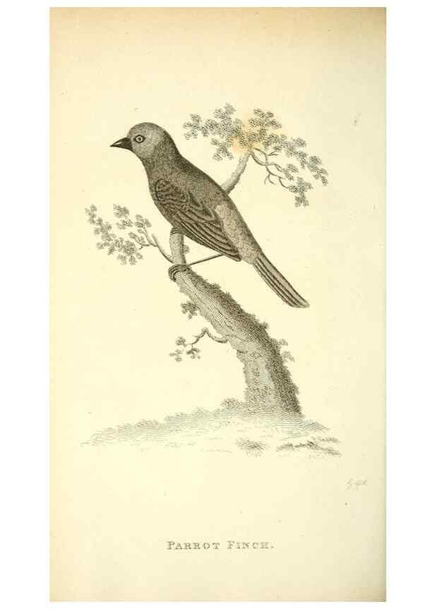 Reproducción/Reproduction 49831101492: General zoology, or Systematic natural history. London,Printed for G. Kearsley,1800-1826.. 