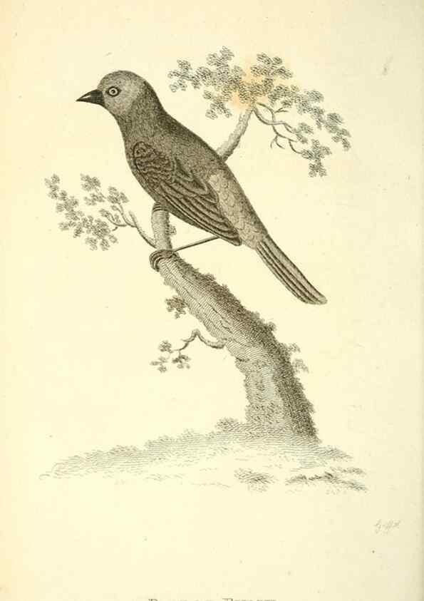 Reproducción/Reproduction 49831101492: General zoology, or Systematic natural history. London,Printed for G. Kearsley,1800-1826.. 