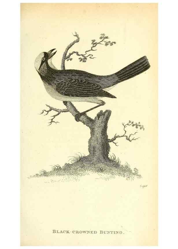 Reproducción/Reproduction 49831098627: General zoology, or Systematic natural history. London,Printed for G. Kearsley,1800-1826.. 