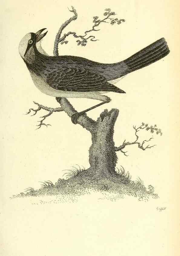 Reproducción/Reproduction 49831098627: General zoology, or Systematic natural history. London,Printed for G. Kearsley,1800-1826.. 