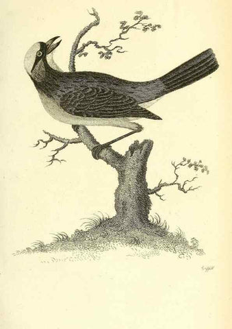 Reproducción/Reproduction 49831098627: General zoology, or Systematic natural history. London,Printed for G. Kearsley,1800-1826.. 