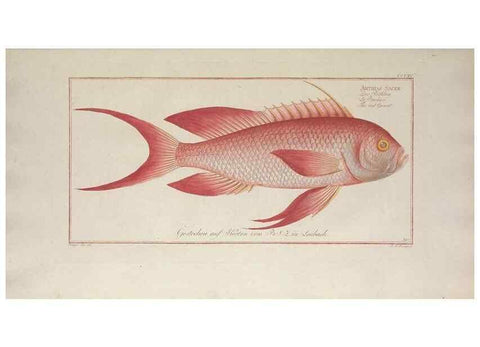 Reproducción/Reproduction 49774811862: Ichtyologie, ou, Histoire naturelle, générale et particulière des poissons :. A Berlin :Chez l'auteur, & chez François de la Garde libraire,1785-1797.. 