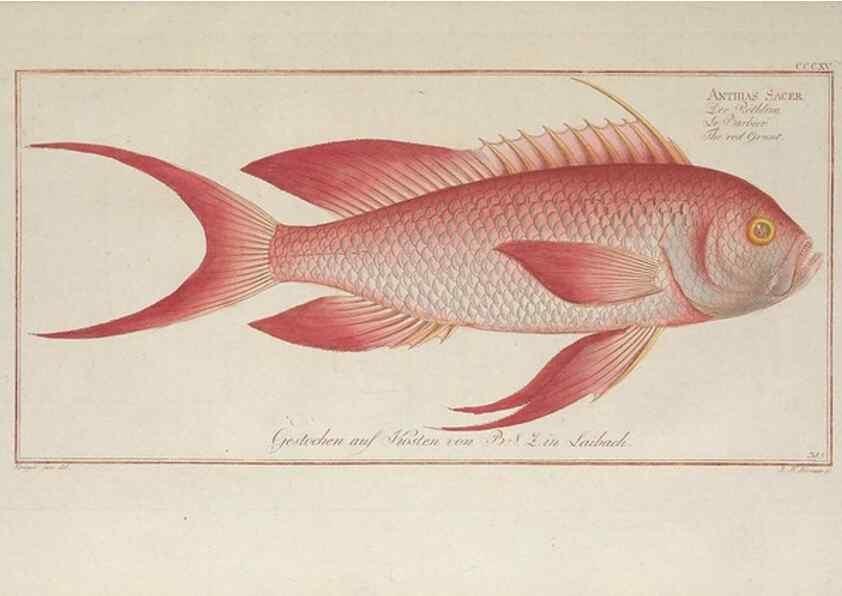 Reproducción/Reproduction 49774811862: Ichtyologie, ou, Histoire naturelle, générale et particulière des poissons :. A Berlin :Chez l'auteur, & chez François de la Garde libraire,1785-1797.. 