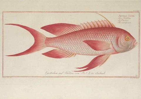 Reproducción/Reproduction 49774811862: Ichtyologie, ou, Histoire naturelle, générale et particulière des poissons :. A Berlin :Chez l'auteur, & chez François de la Garde libraire,1785-1797.. 