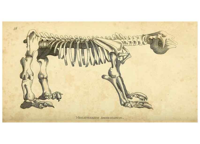 Reproducción/Reproduction 49825885723: General zoology, or Systematic natural history. London,Printed for G. Kearsley,1800-1826.. 