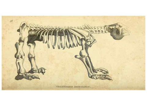 Reproducción/Reproduction 49825885723: General zoology, or Systematic natural history. London,Printed for G. Kearsley,1800-1826.. 