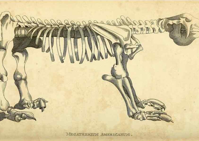 Reproducción/Reproduction 49825885723: General zoology, or Systematic natural history. London,Printed for G. Kearsley,1800-1826.. 