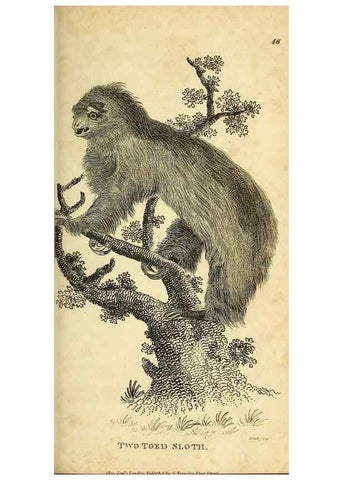Reproducción/Reproduction 49826418186: General zoology, or Systematic natural history. London,Printed for G. Kearsley,1800-1826.. 