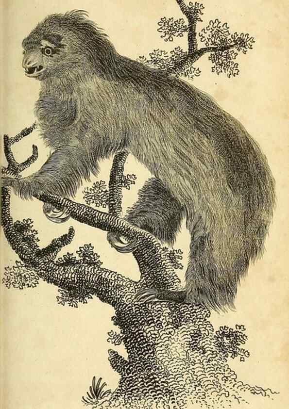 Reproducción/Reproduction 49826418186: General zoology, or Systematic natural history. London,Printed for G. Kearsley,1800-1826.. 