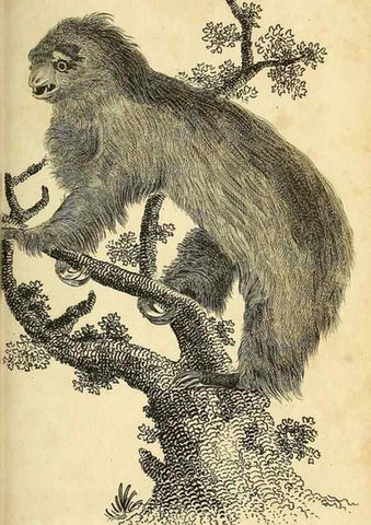 Reproducción/Reproduction 49826418186: General zoology, or Systematic natural history. London,Printed for G. Kearsley,1800-1826.. 