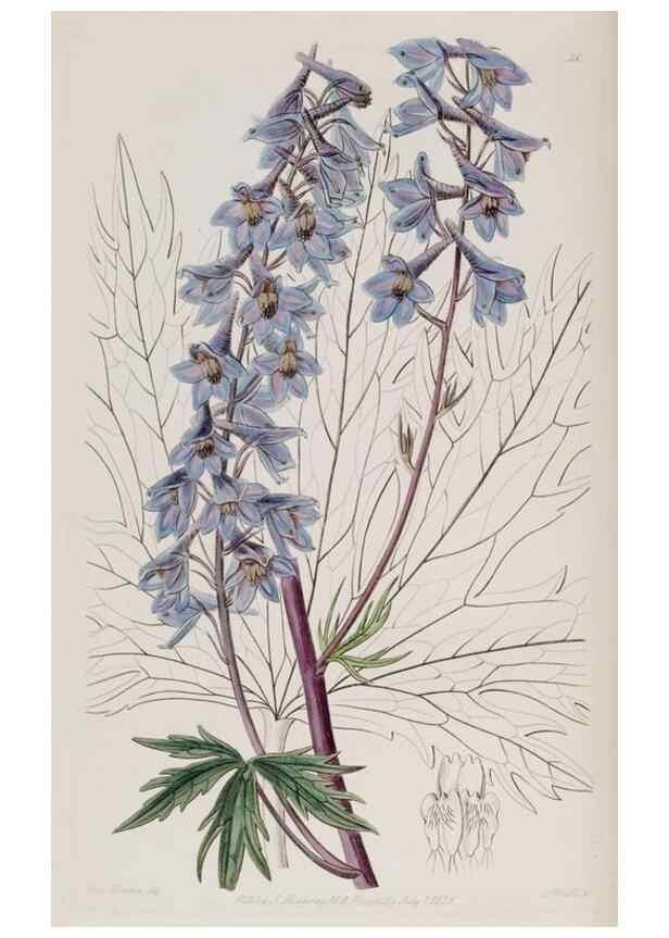 Reproducción/Reproduction 49817213338: Edwards's botanical register.. London :James Ridgway,1829-1847.. 