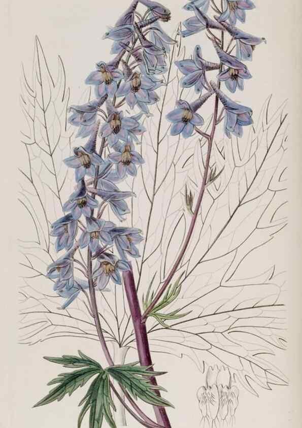 Reproducción/Reproduction 49817213338: Edwards's botanical register.. London :James Ridgway,1829-1847.. 