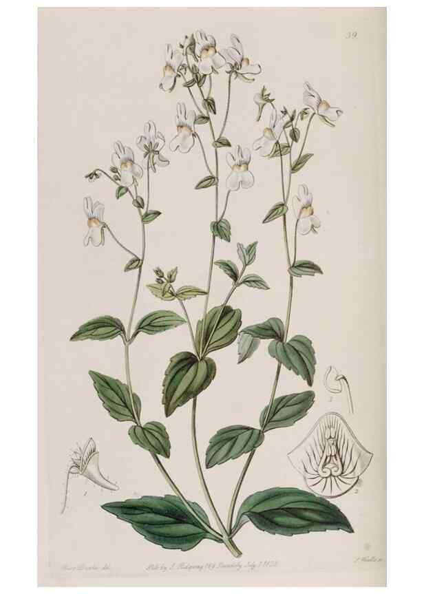 Reproducción/Reproduction 49817750191: Edwards's botanical register.. London :James Ridgway,1829-1847.. 