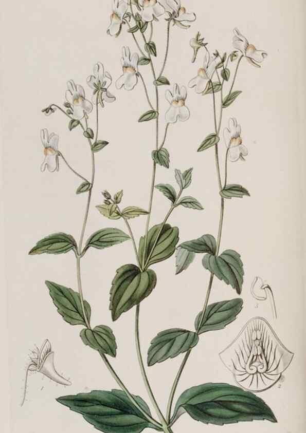 Reproducción/Reproduction 49817750191: Edwards's botanical register.. London :James Ridgway,1829-1847.. 