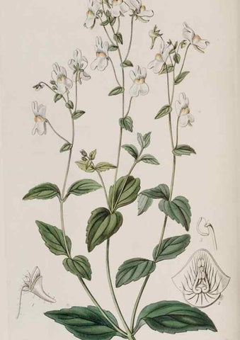 Reproducción/Reproduction 49817750191: Edwards's botanical register.. London :James Ridgway,1829-1847.. 