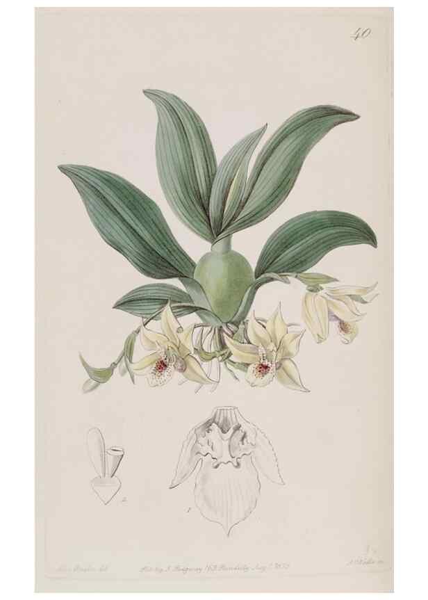 Reproducción/Reproduction 49817750561: Edwards's botanical register.. London :James Ridgway,1829-1847.. 
