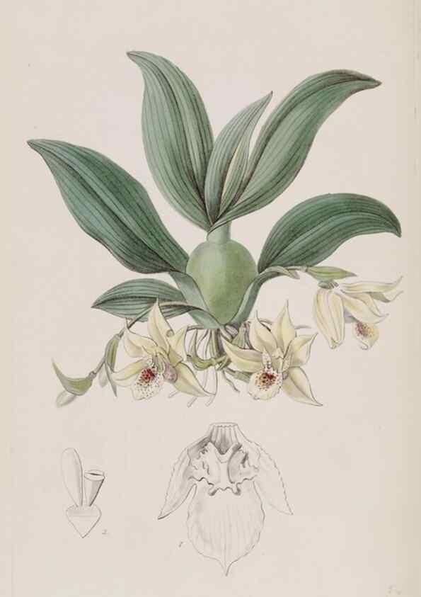 Reproducción/Reproduction 49817750561: Edwards's botanical register.. London :James Ridgway,1829-1847.. 