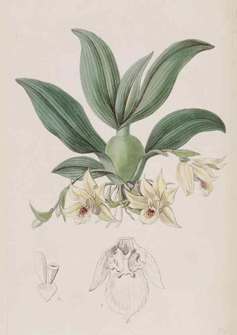 Reproducción/Reproduction 49817750561: Edwards's botanical register.. London :James Ridgway,1829-1847.. 