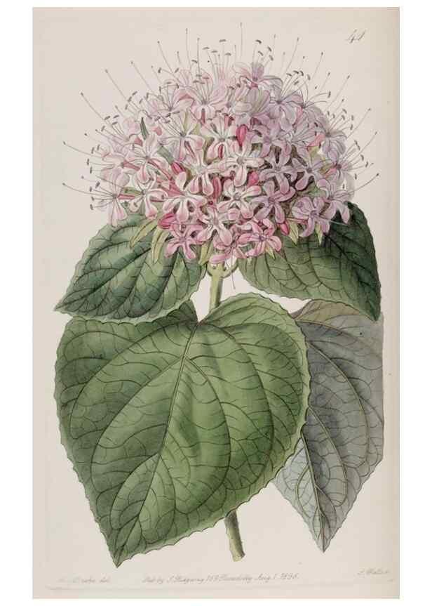 Reproducción/Reproduction 49818058407: Edwards's botanical register.. London :James Ridgway,1829-1847.. 