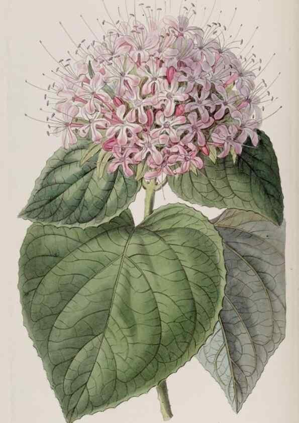 Reproducción/Reproduction 49818058407: Edwards's botanical register.. London :James Ridgway,1829-1847.. 