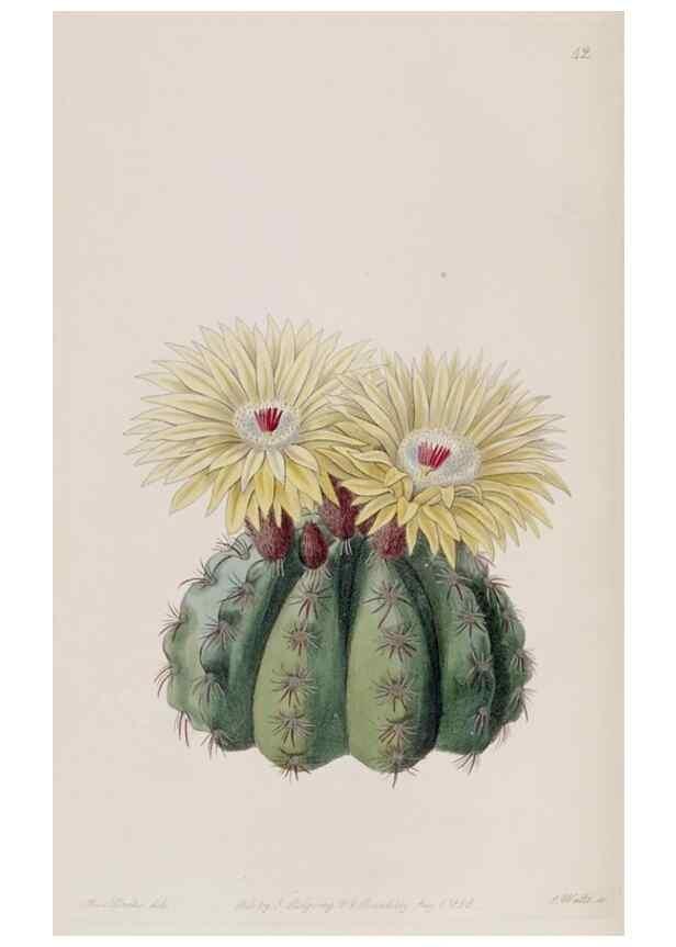 Reproducción/Reproduction 49818058832: Edwards's botanical register.. London :James Ridgway,1829-1847.. 