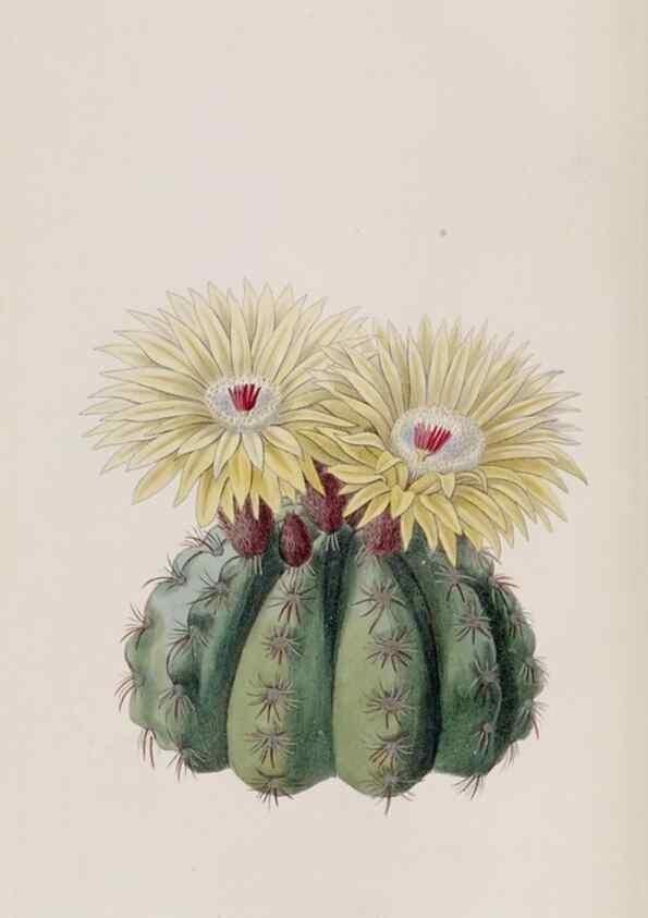 Reproducción/Reproduction 49818058832: Edwards's botanical register.. London :James Ridgway,1829-1847.. 