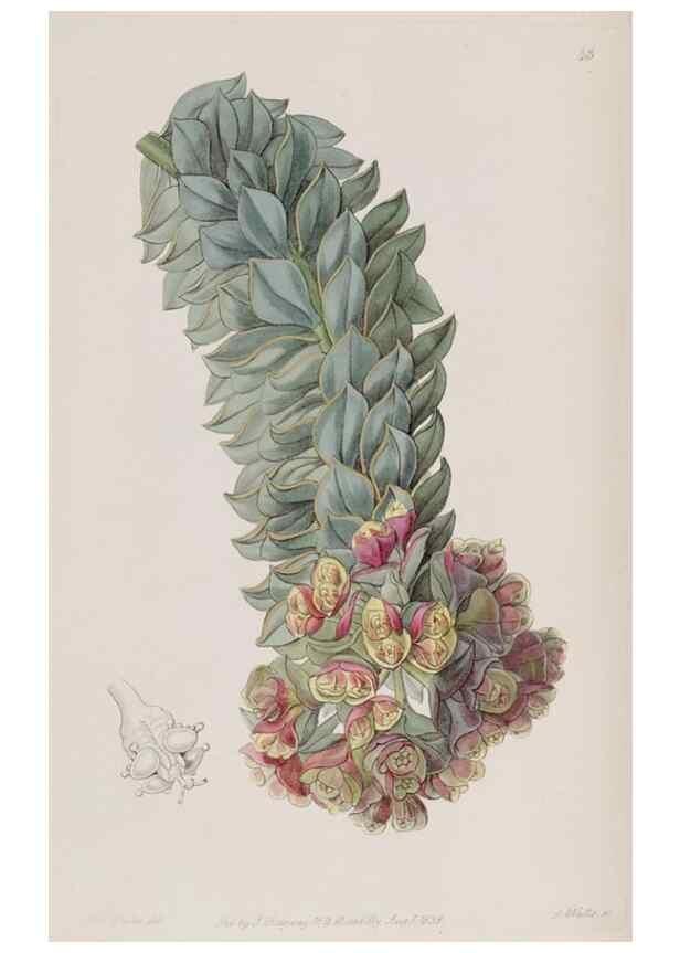 Reproducción/Reproduction 49818059252: Edwards's botanical register.. London :James Ridgway,1829-1847.. 