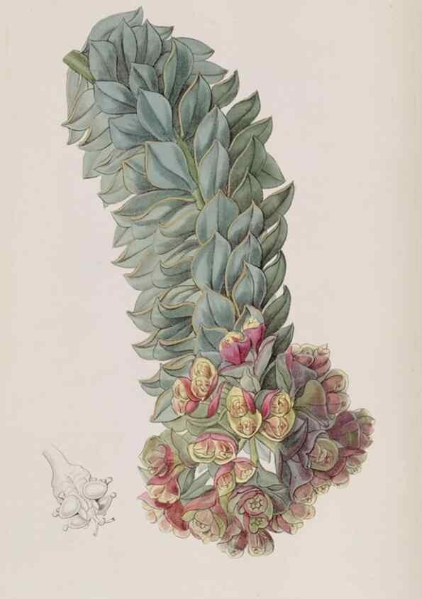 Reproducción/Reproduction 49818059252: Edwards's botanical register.. London :James Ridgway,1829-1847.. 