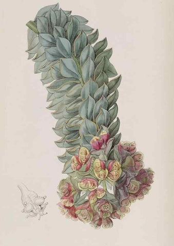 Reproducción/Reproduction 49818059252: Edwards's botanical register.. London :James Ridgway,1829-1847.. 