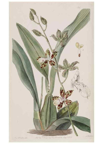 Reproducción/Reproduction 49817215738: Edwards's botanical register.. London :James Ridgway,1829-1847.. 