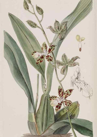 Reproducción/Reproduction 49817215738: Edwards's botanical register.. London :James Ridgway,1829-1847.. 