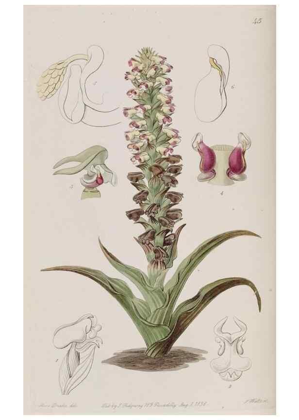 Reproducción/Reproduction 49817216138: Edwards's botanical register.. London :James Ridgway,1829-1847.. 